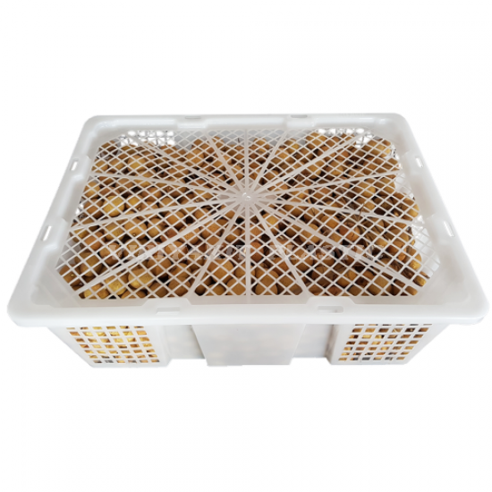 ขายส่งตะกร้าผลไม้ - บริษัท วิริยะกิจอุตสาหกรรมพลาสติก จำกัด - ตะกร้าโปร่ง  ตะกร้าผลไม้มีฝาปิด  ตะกร้าลำไย  ตะกร้ามังคุด  ตะกร้าเงาะ  ตะกร้าส้มจีน  ตะกร้าสตอเบอรี่  ตะกร้าพริก  ขายส่งตะกร้าผลไม้ 